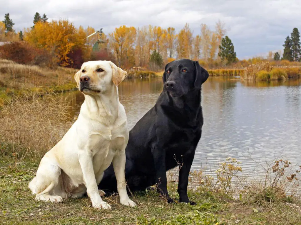 Labrador Retrievers