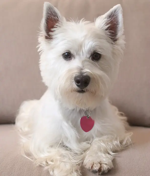 Westminster Dog Show Video Download Westminster Dog Show Video Download