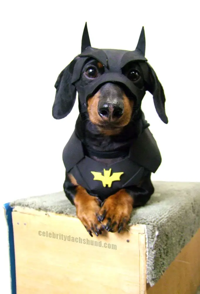 What Breed Of Dog Is Batdog What Breed Of Dog Is Batdog