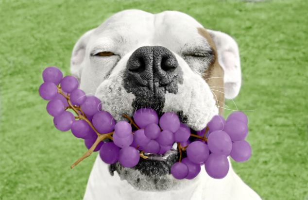 is fruit bad for dogs can dogs eat human food best large breed puppy food guide is fruit bad for dogs can dogs eat human food best large breed puppy food guide