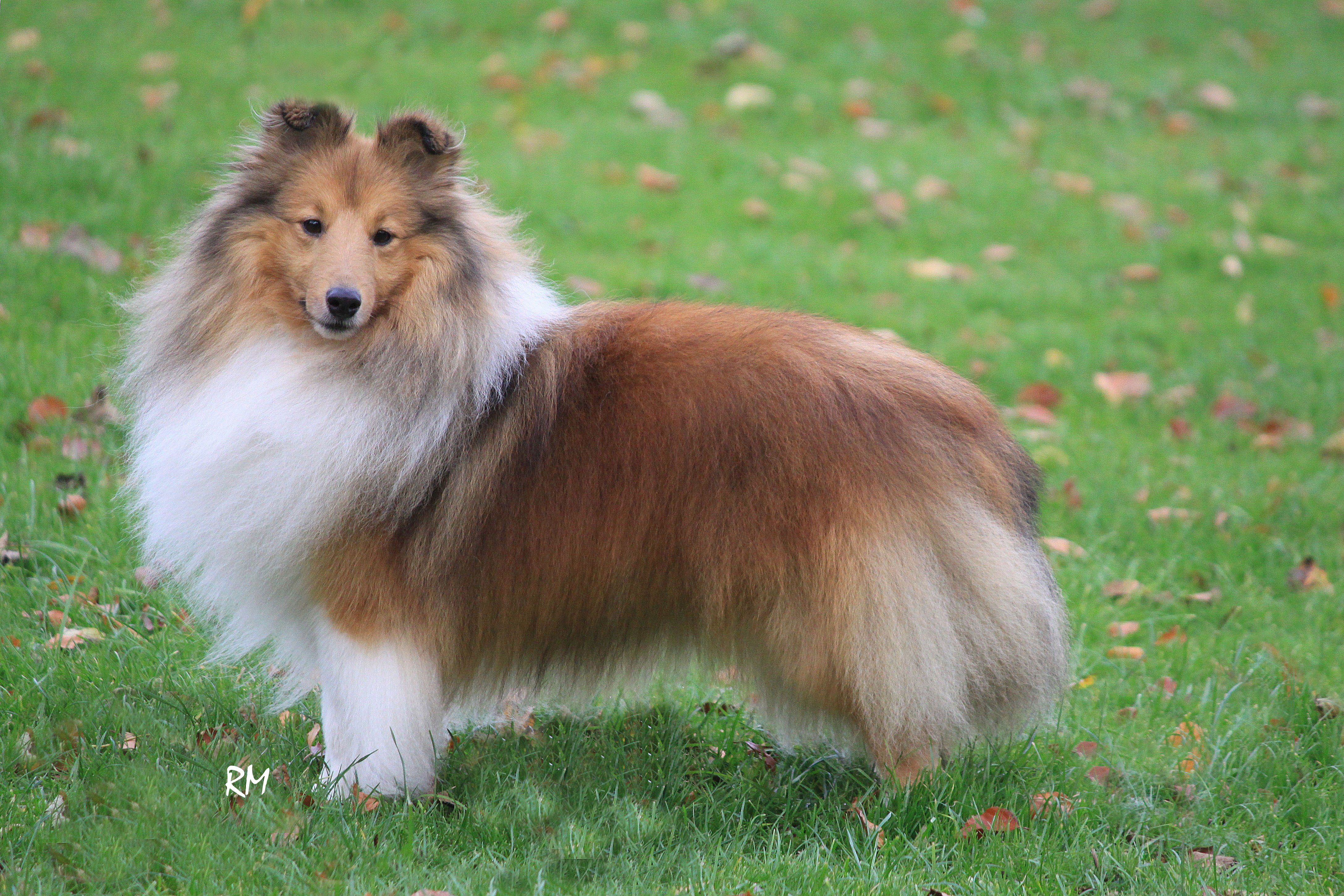 Best Dog Food For A Large Breed Puppy Best Dog Food For A Large Breed Puppy