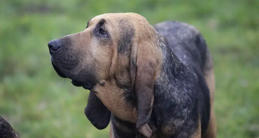 Best Pig Dog Breeds Best Pig Dog Breeds