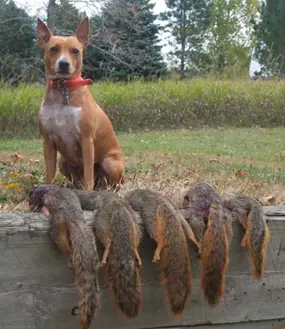 American Squirrel Dog For Sale American Squirrel Dog For Sale