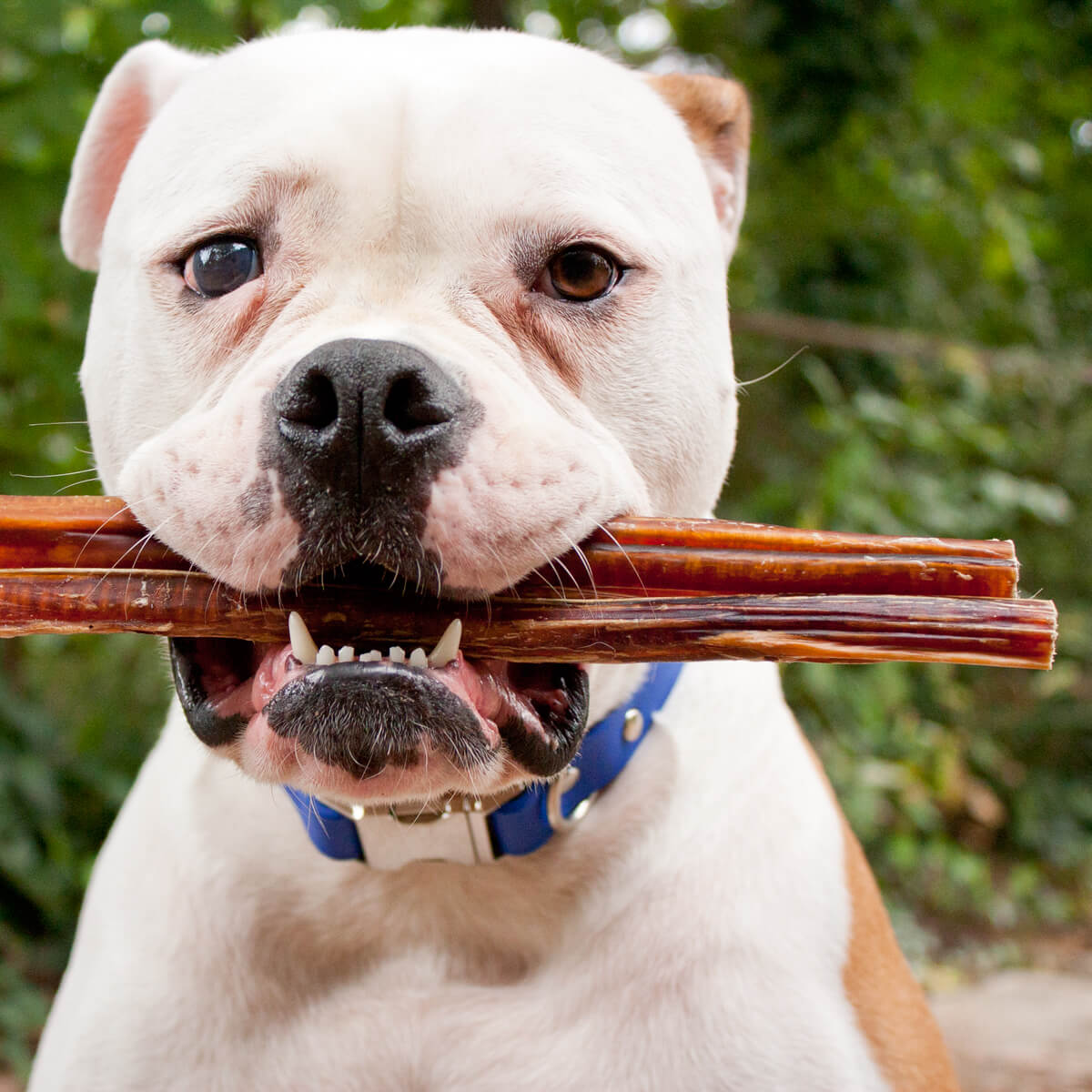 Best Puppy/Dog Toys â Best Large Breed Puppy Food