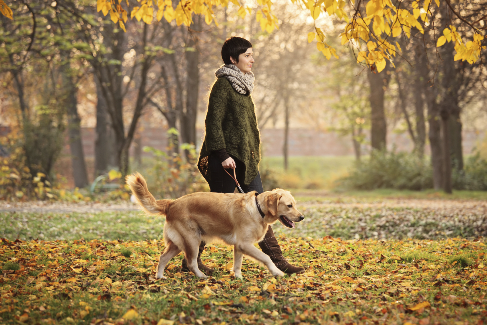 The Importance of Walking Your Dog Best Large Breed
