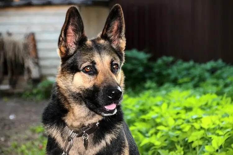 a german shepherd breed dog