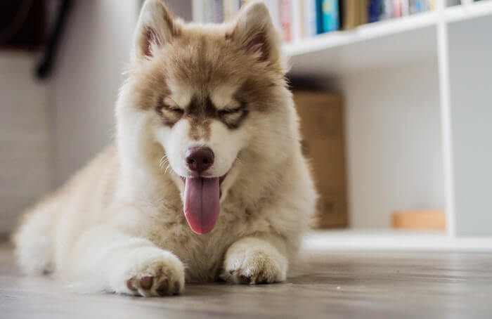 Happy husky puppy on floor with tongue out and closed eyes