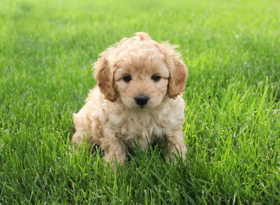 cockapoo puppy