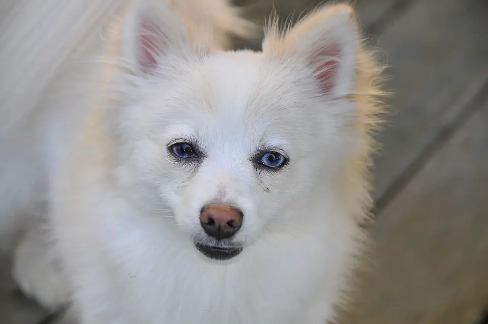 Pomsky