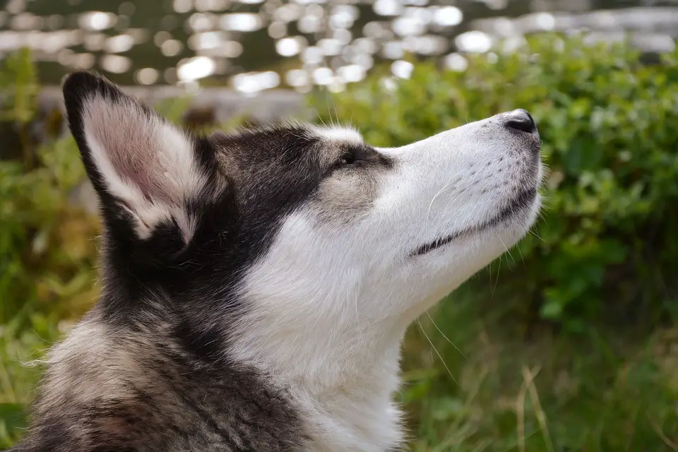 Siberian Husky