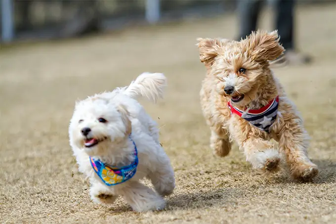 Maltipoo Dogs Running On Field