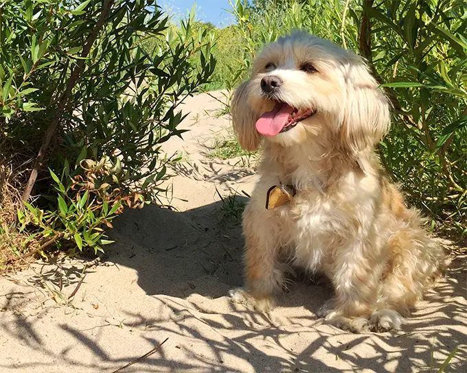 Maltipoo Sitting On Sand