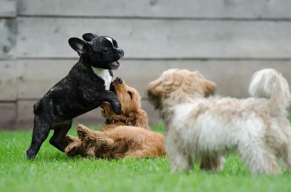 Dogs playing on the field