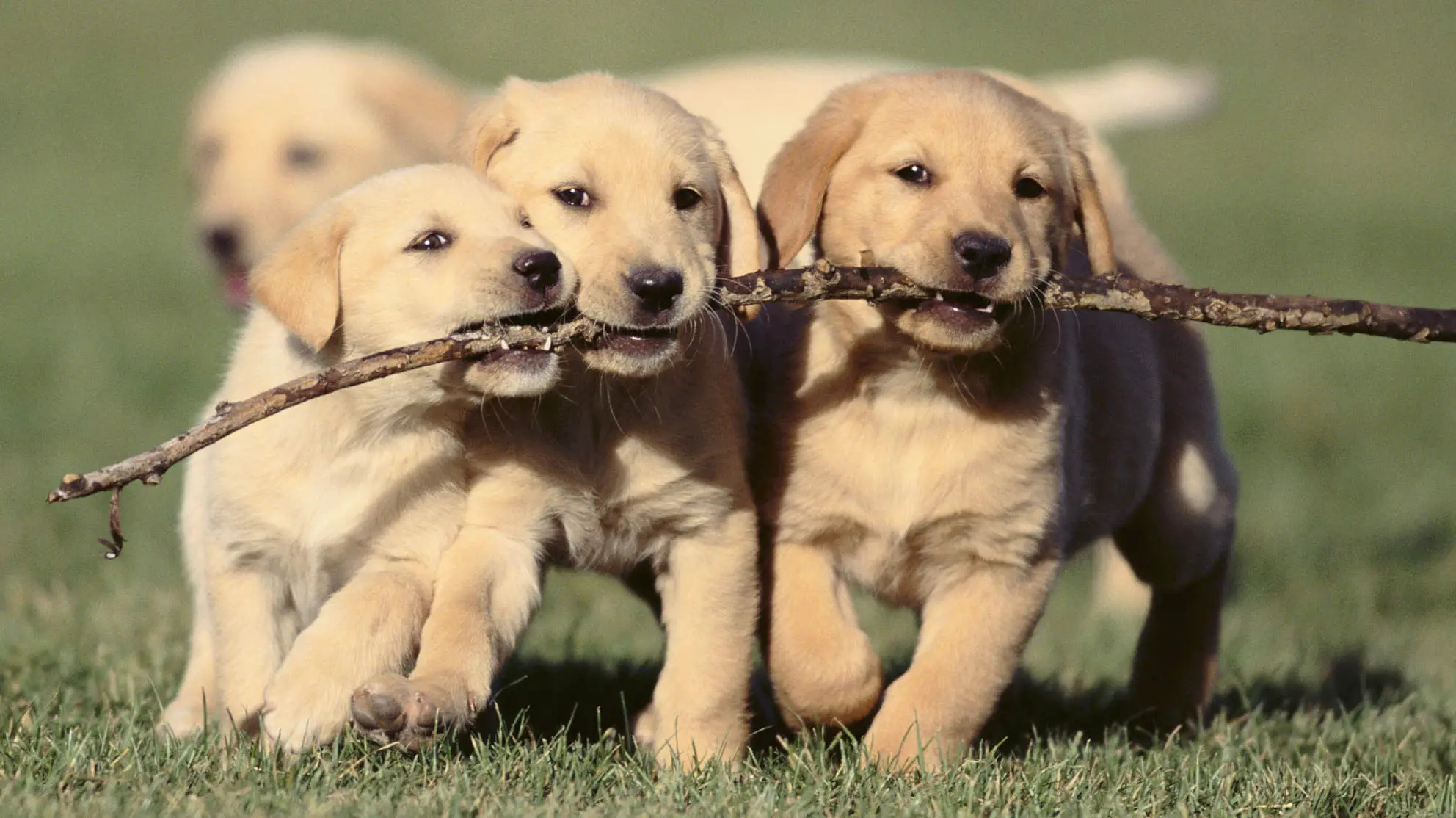 Puppies Fighting for a Stick