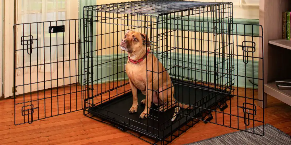 dog in a Dog crate