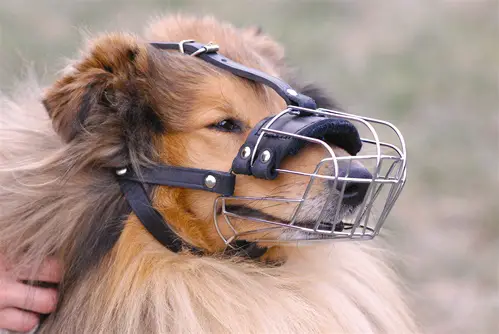 Basket Muzzles