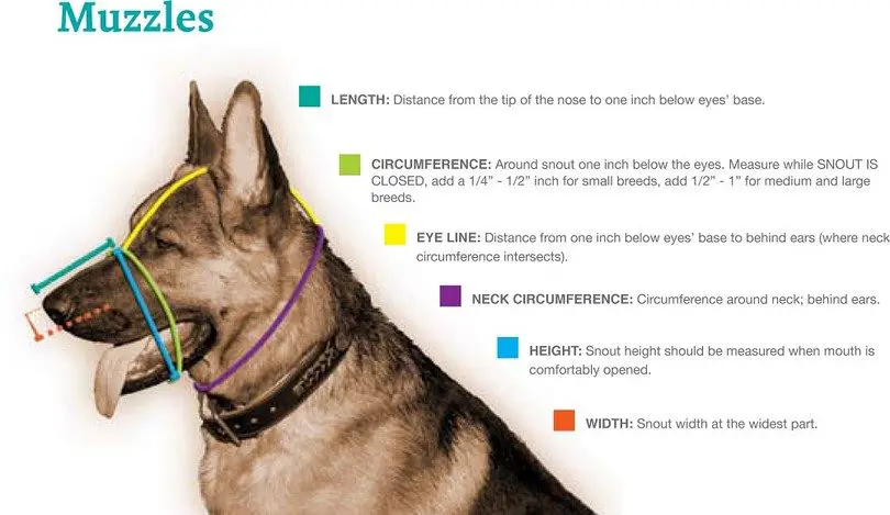 how to put a muzzle on an aggressive dog