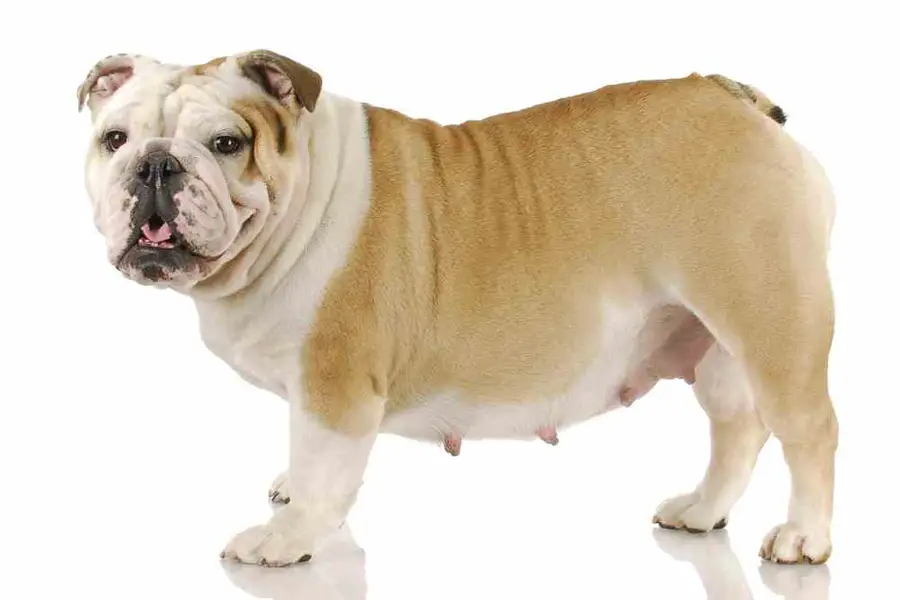 Pregnant dog