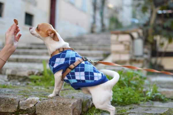 person giving treat to dog